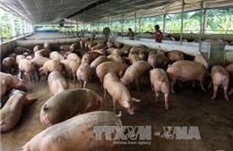 Lào cấm nhập lợn và thịt lợn